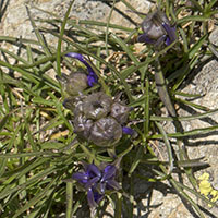 gall Dasineura phyteumatis
